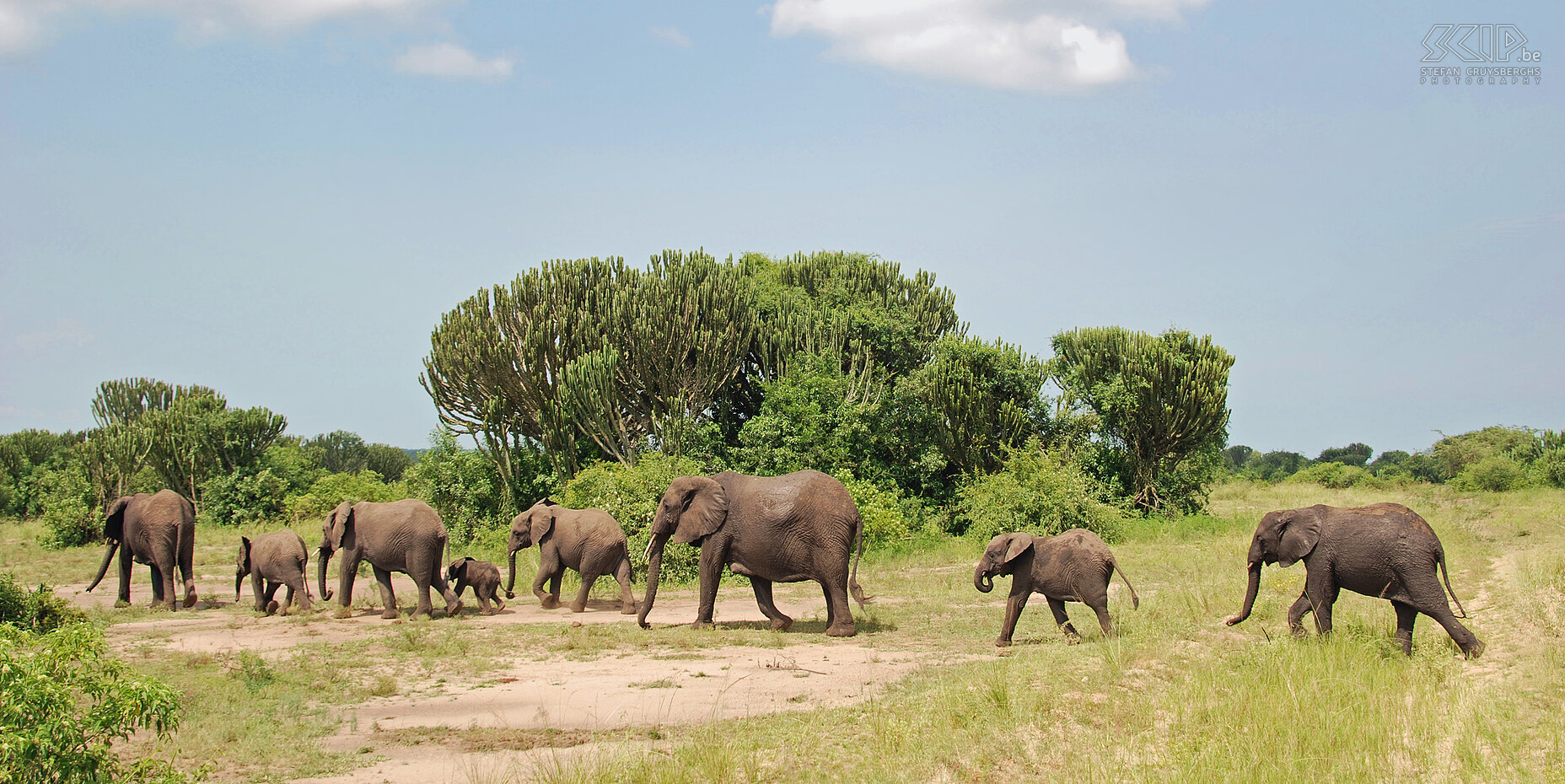 Queen Elizabeth - Elephants  Stefan Cruysberghs